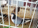 EXPO- AEO 2013 043