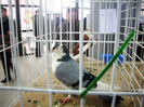 EXPO- AEO 2013 044