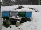 Roiuri 2012 (11.01.2013)alta locatie
