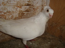 mascul