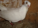mascul