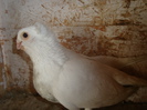 mascul