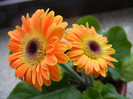 Orange Gerbera (2013, January 13)