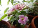 Pink & White Kalanchoe (2013, Jan.13)