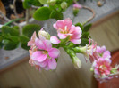 Pink & White Kalanchoe (2013, Jan.13)