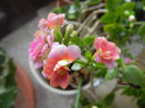 Pink & White Kalanchoe (2013, Jan.13)