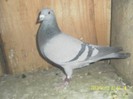 85257635_NJSDRUR