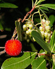 arbutus-unedo-30-40-cm