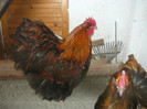 tineret 2012 Germ