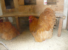 tineret 2012 Germ