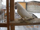 mascul 13.01.2013 - berlinez