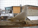 mascul 13.01.2013 - berlinez