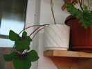 lectie comuna 033