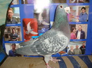 HUN 2001 M de vanzare