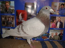 VANDUT