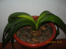 clivia model 1