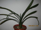 clivia model 2
