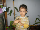 Răzvanică printre flori