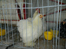 DSCN3433