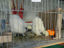 DSCN3440