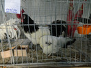 DSCN3441