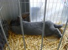 Picture 2331