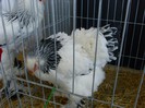 Picture 2334
