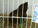 Picture 082