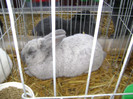 DSC03606