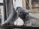 IMG_3975