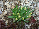 Muscari botryoides 'Album'