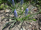 Muscari botryoides L. Mill.1768