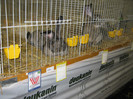 wels_2013_ 046