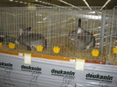 wels_2013_ 050