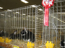 wels_2013_ 053