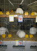 wels_2013_ 060