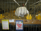 wels_2013_ 061