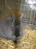 wels_2013_ 075