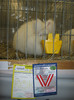 wels_2013_ 096