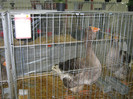 wels_2013_ 104
