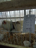 DSCF0577