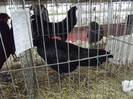 DSCF0599