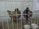 DSCF0600