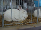 DSCF0632