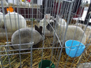 DSCF0633
