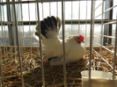 DSCF0649