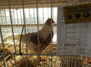 DSCF0651