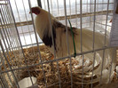 DSCF0653