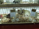 DSCF0654