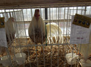 DSCF0655